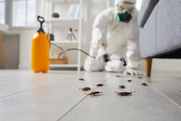 Commercial Rodent Management in Lewiston